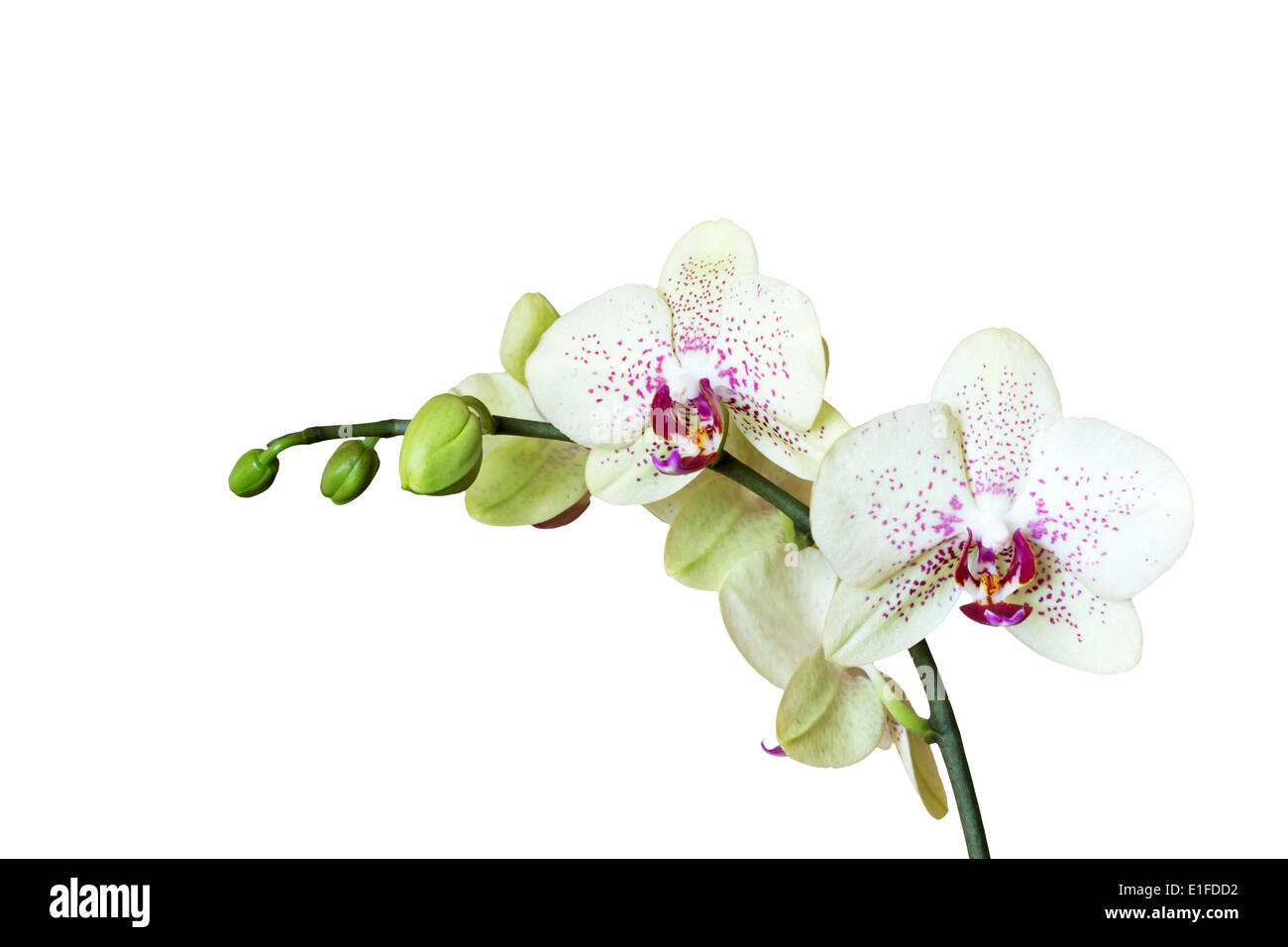 Weiße Orchidee isoliert auf weiss Stockfoto