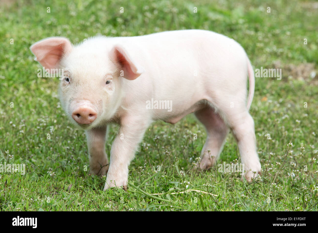 Junge Schwein auf einer Wiese Frühlingsgrün Stockfoto