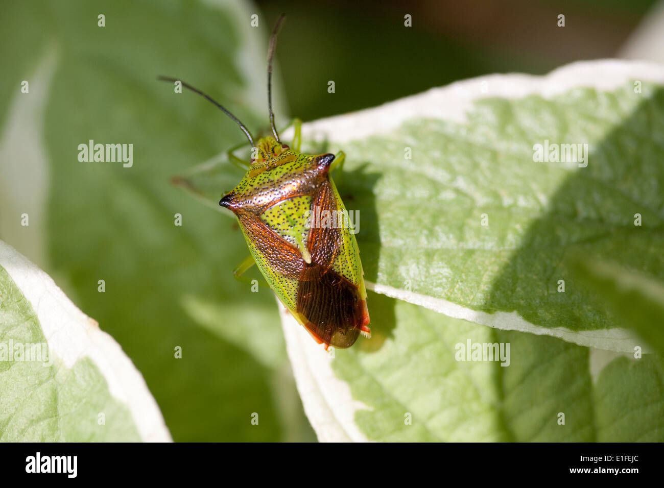 Weißdorn Shieldbug Acanthosoma haemorrhoidale Stockfoto