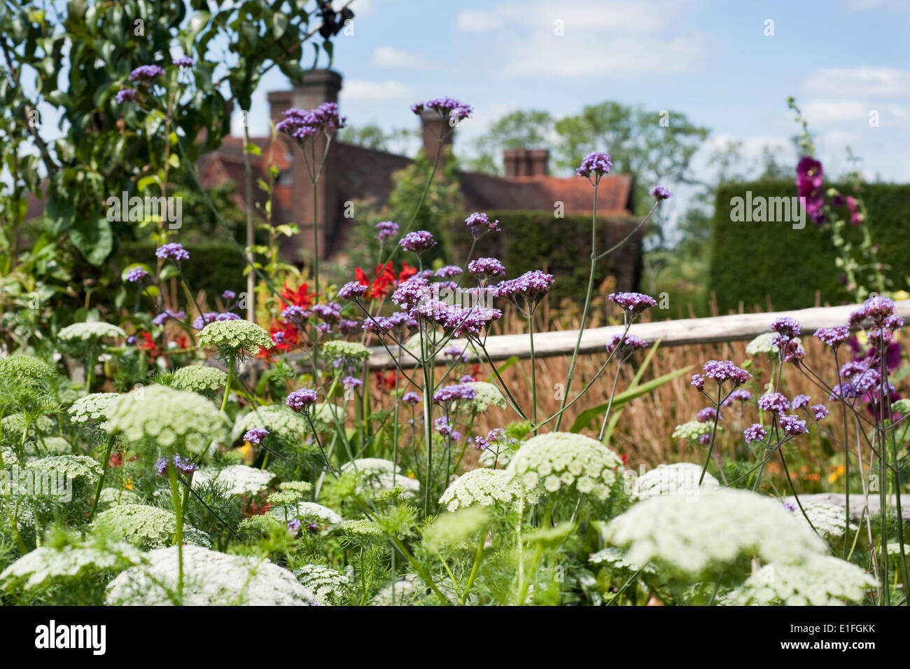 Verbena bonariensis in den Gärten durch den Gärtner Christopher Lloyd