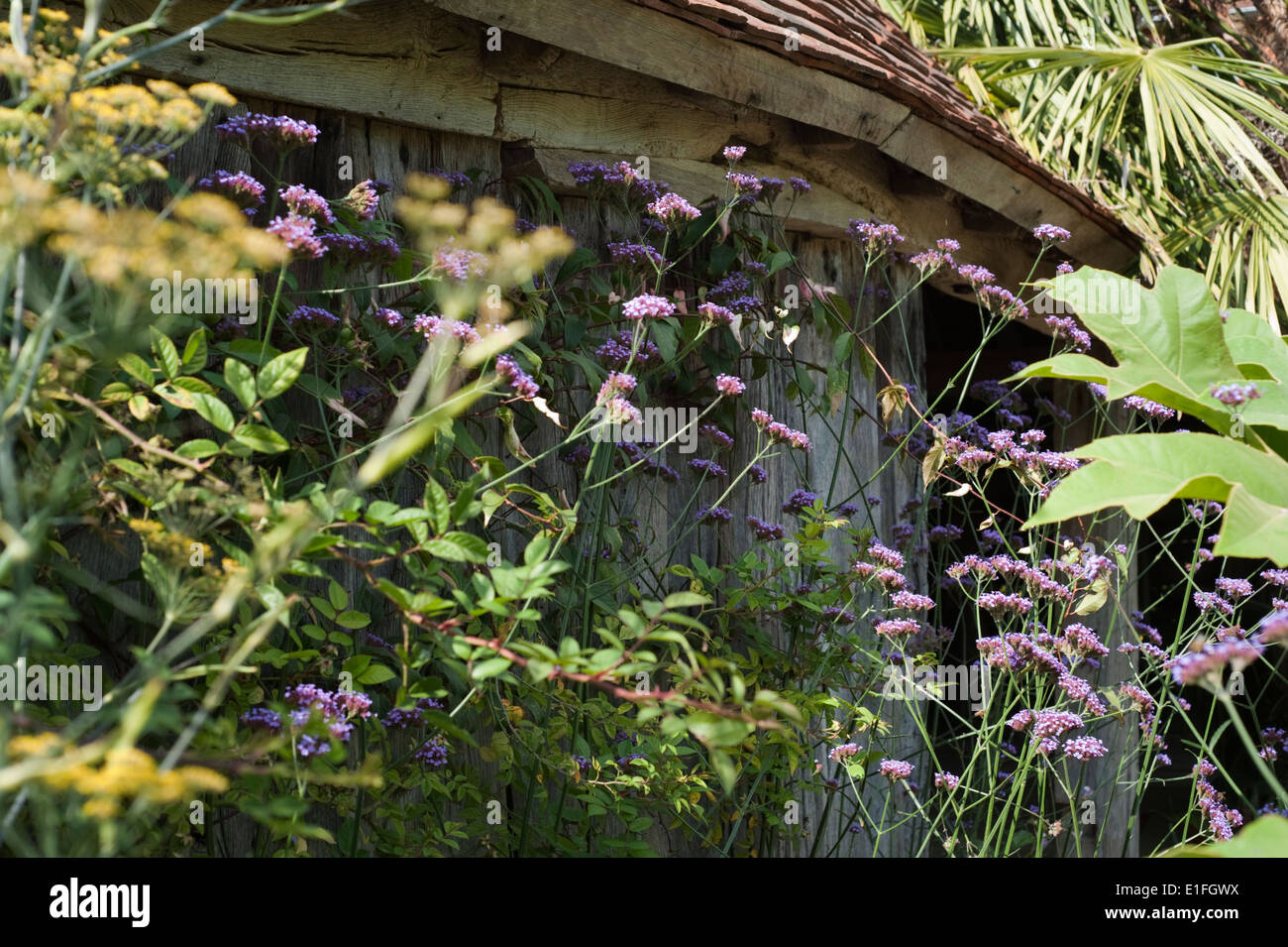 Verbena bonariensis in der grenze Fotos und Bildmaterial in hoher
