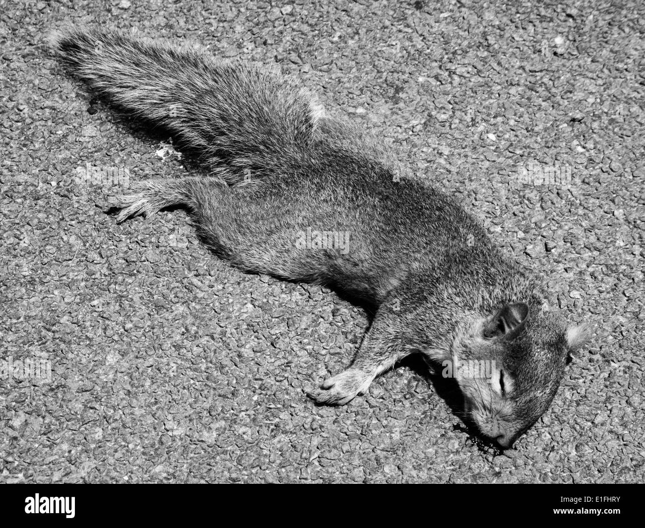 Tot Grauhörnchen auf Straße Stockfoto