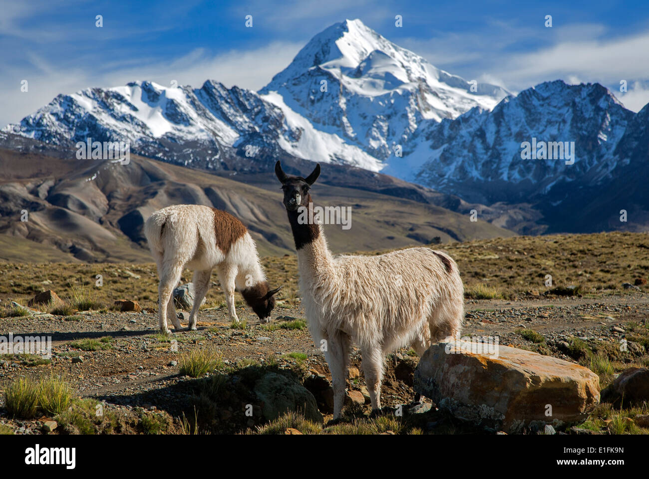 Lamas (Lama Glama). Auf dem Hintergrund der Berg Huayna Potosi (6088mts). Cordillera Real. In der Nähe von La Paz. Bolivien Stockfoto
