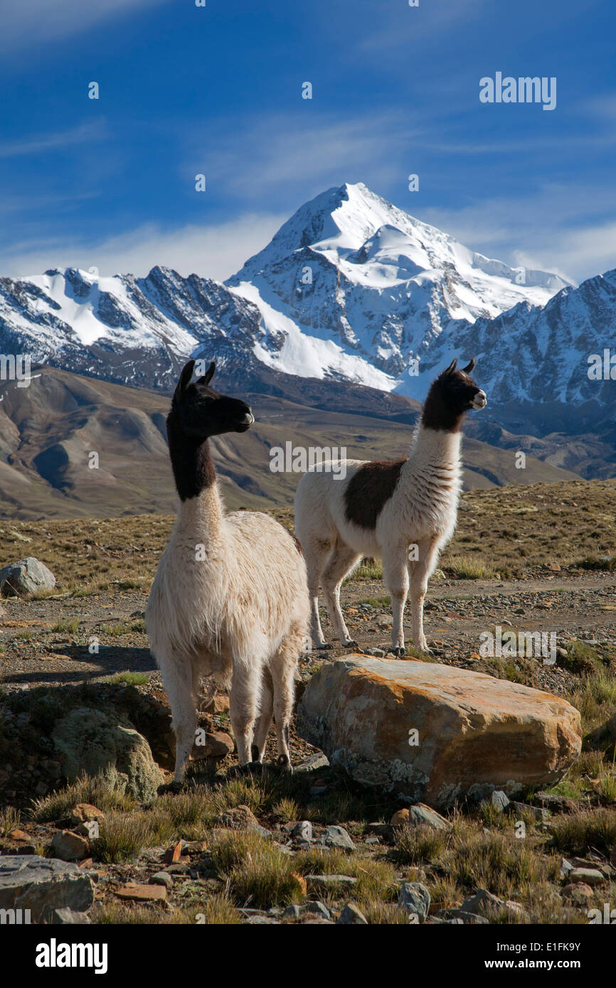 Lamas (Lama Glama). Auf dem Hintergrund der Berg Huayna Potosi (6088mts). Cordillera Real. In der Nähe von La Paz. Bolivien Stockfoto