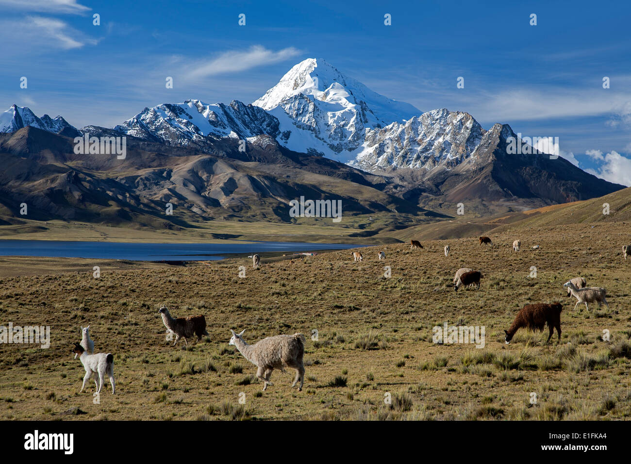 Packung mit Lamas und Huayna Potosi Mountain (6088mts). Cordillera Real. Bolivien Stockfoto