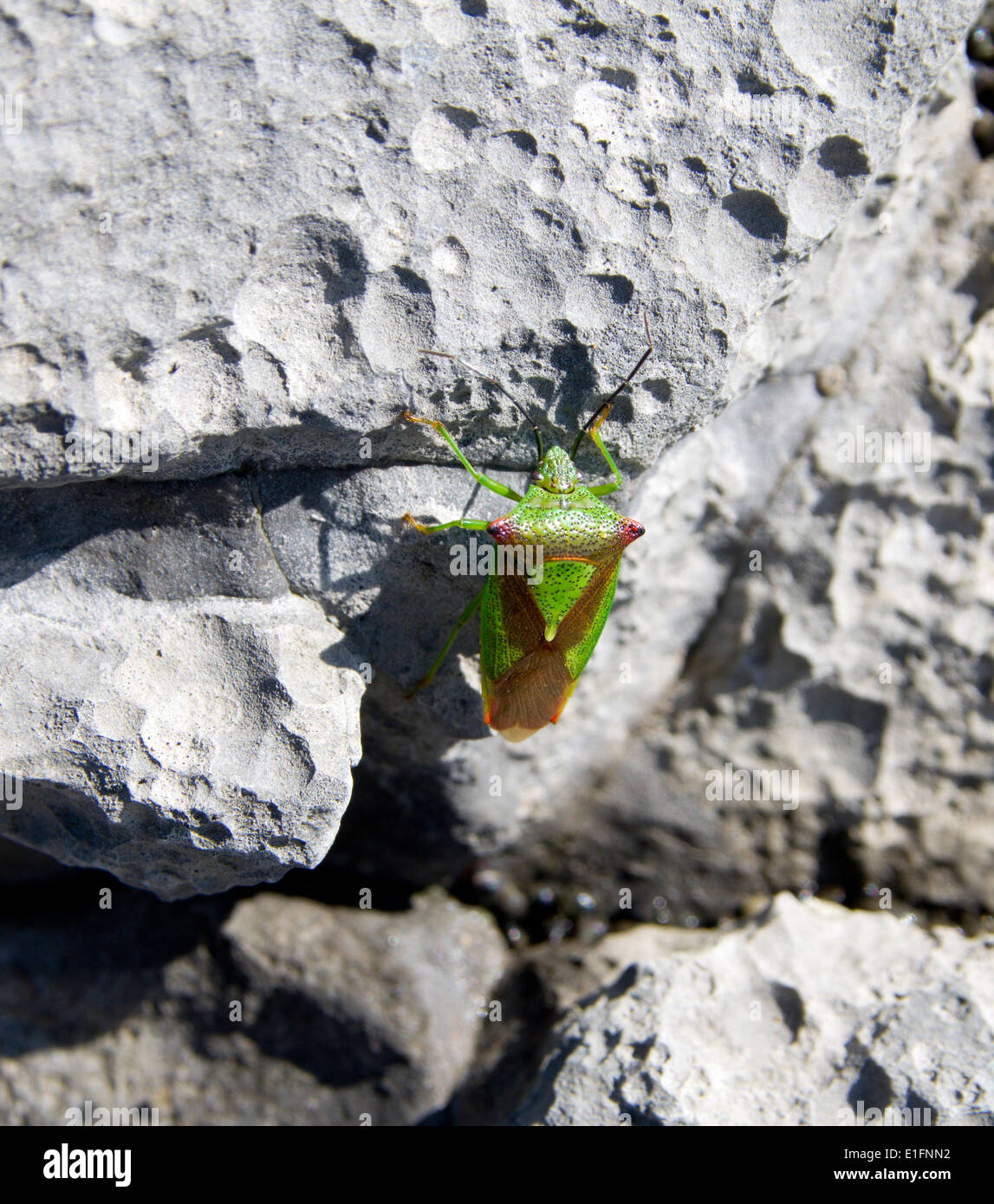 Käfer auf Felsen zu schützen Stockfoto