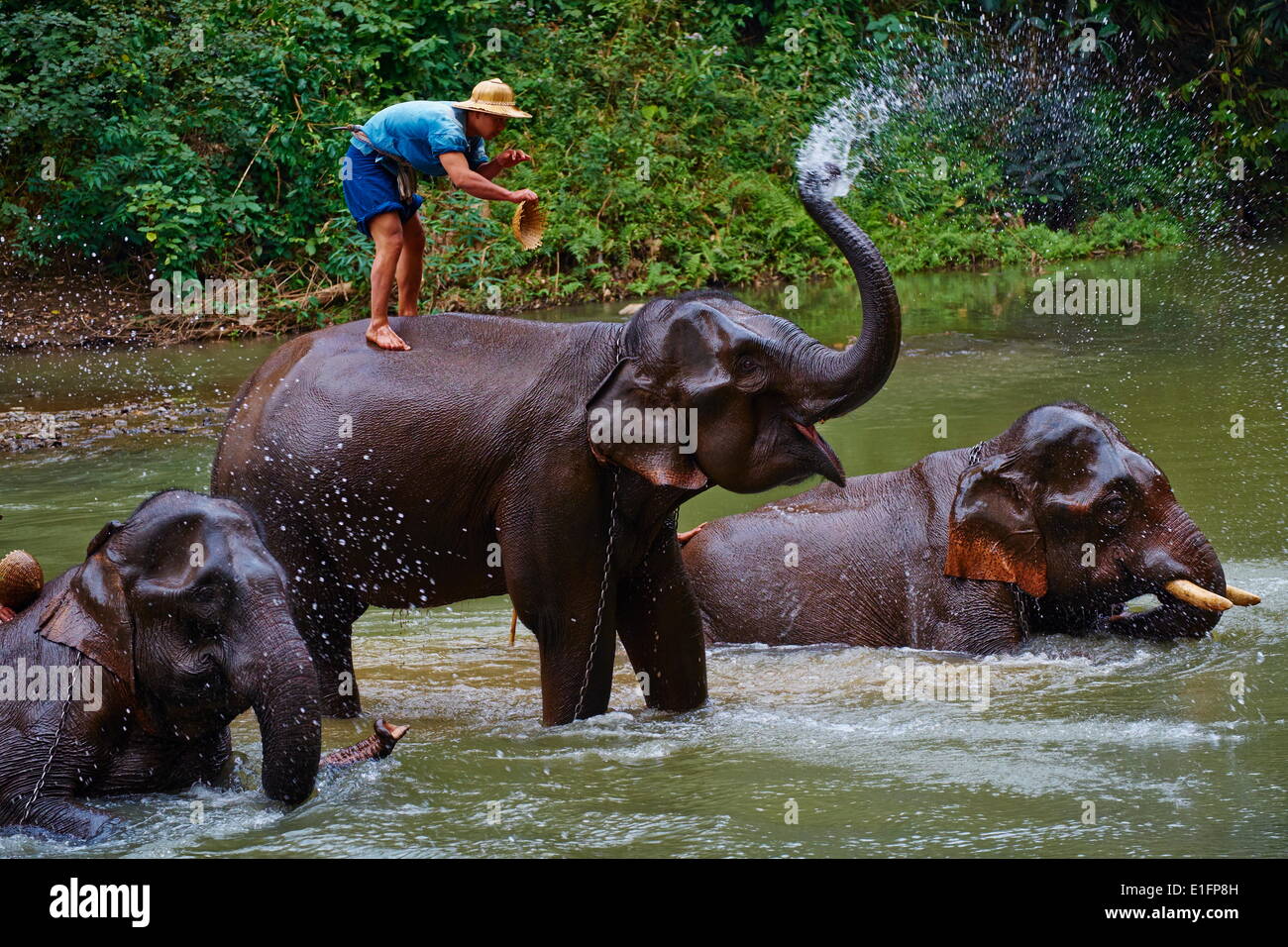 Elefant, Ausbildung, Chiang Dao, Chiang Mai, Thailand, Südostasien, Asien Stockfoto