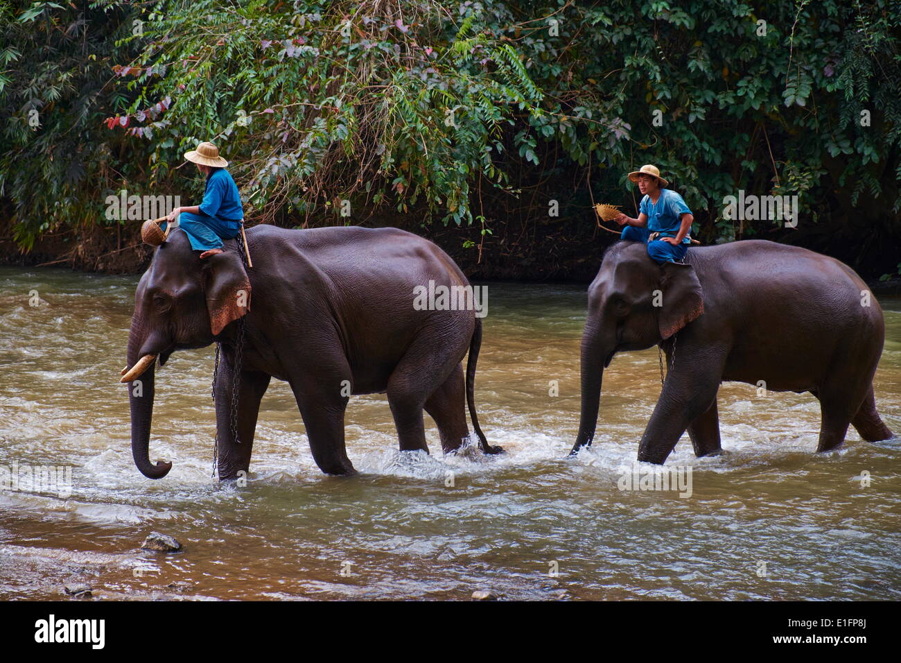 Elefant, Ausbildung, Chiang Dao, Chiang Mai, Thailand, Südostasien, Asien Stockfoto