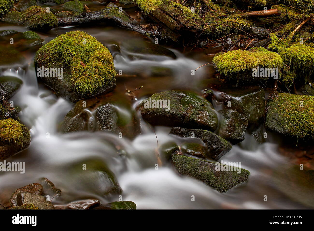 Kaskaden durch moosbedeckten Felsbrocken, Olympic Nationalpark, Washington State, Vereinigte Staaten von Amerika, Nordamerika Stockfoto