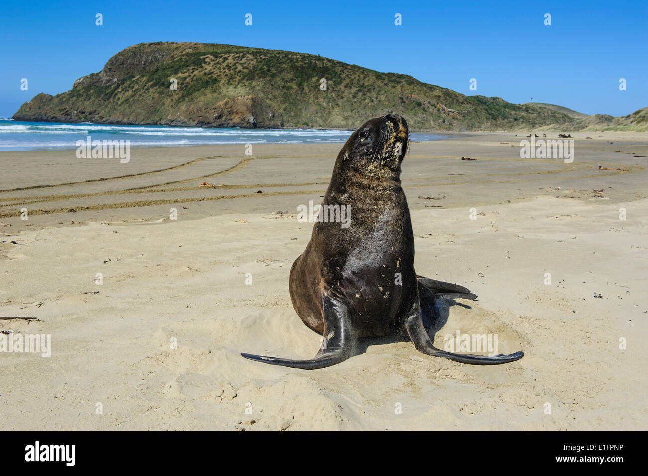 Hooker Seelöwen (Phocarctos Hookeri), Cannibal Bay, die Catlins, Südinsel, Neuseeland, Pazifik Stockfoto