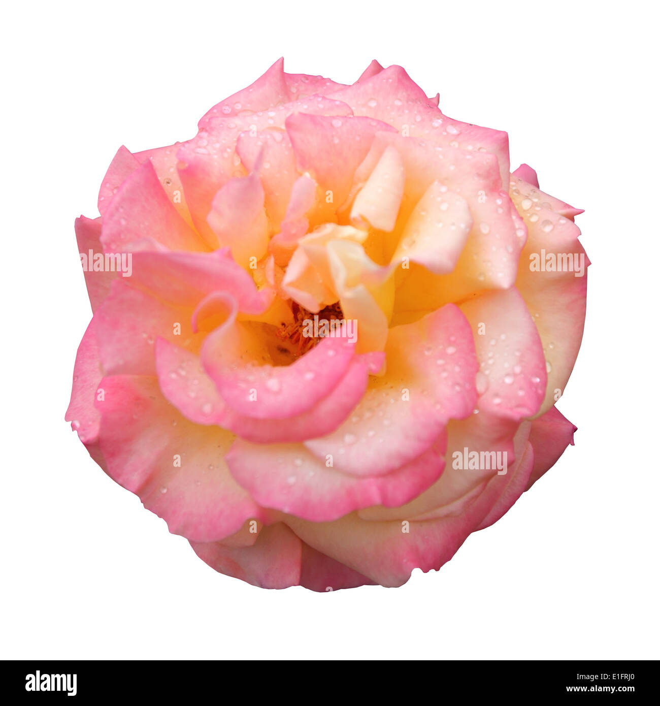 Rosa Rose mit Wasser Tropfen isoliert auf weißem Hintergrund mit clipping Stockfoto