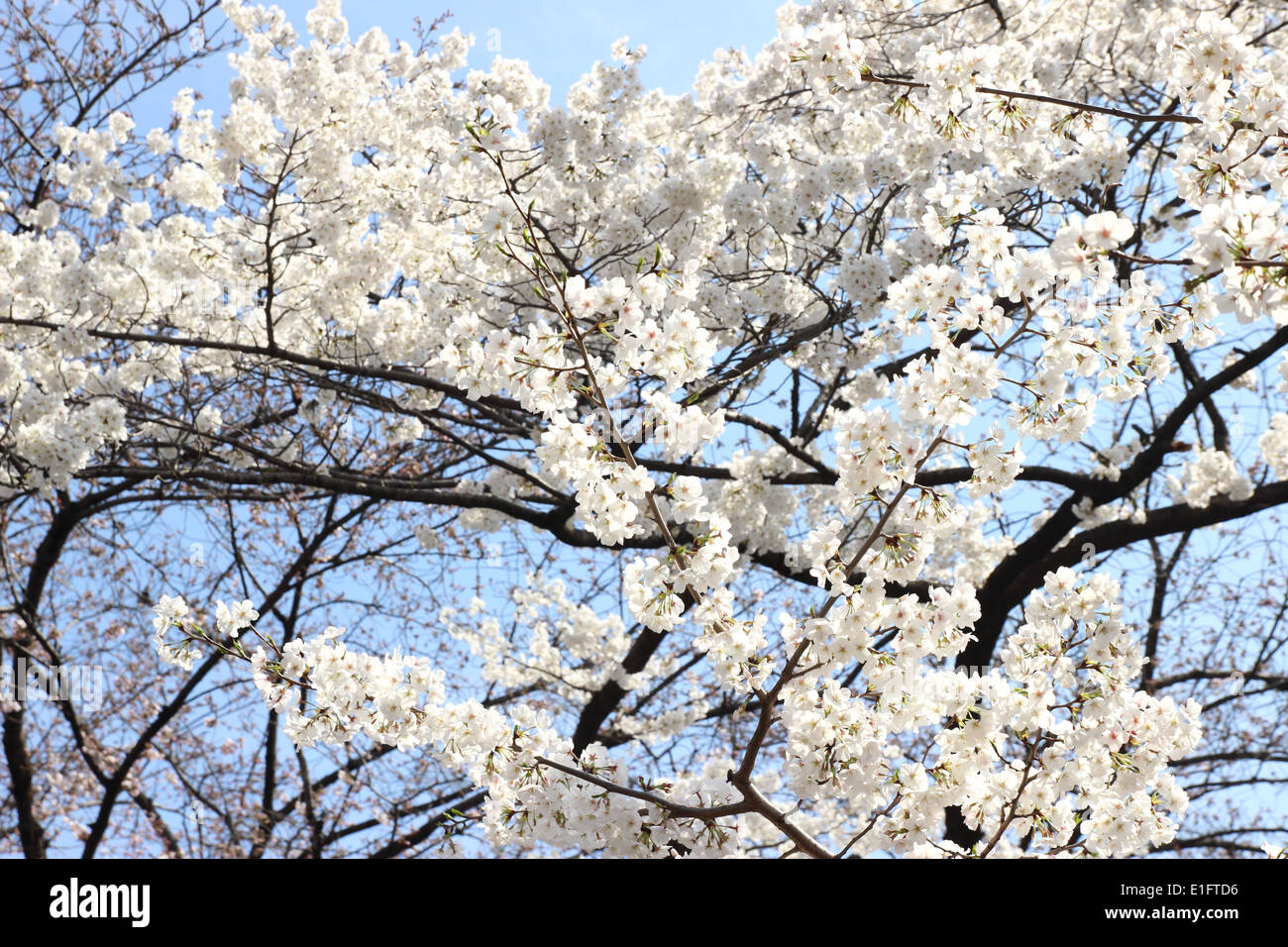 Schöne japanische Kirschblüte, japanischen Sakura Stockfoto