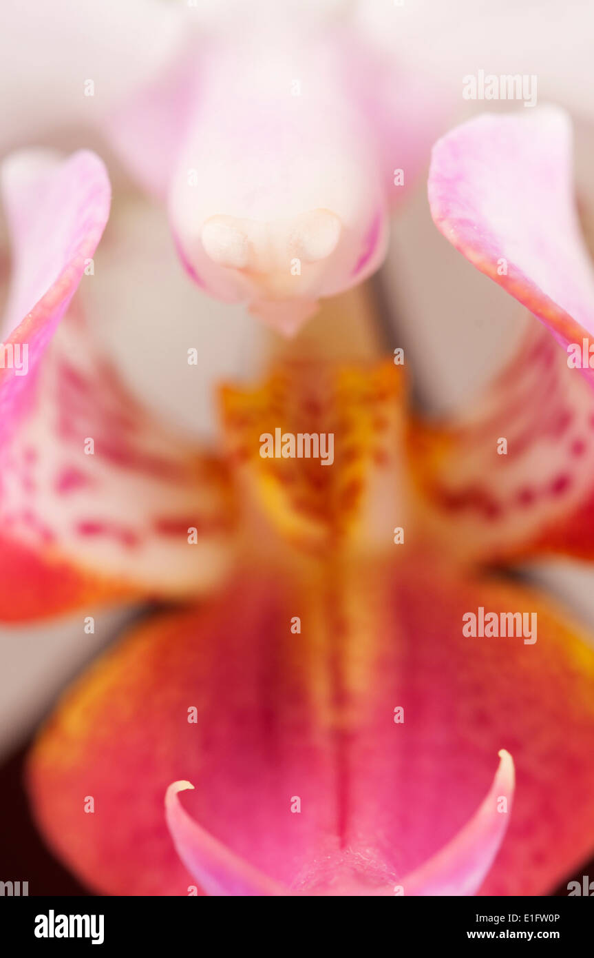 Phalaenopsis Orchidee blüht (Schmetterling Orchidee) Closeup, lokalem Fokus Stockfoto