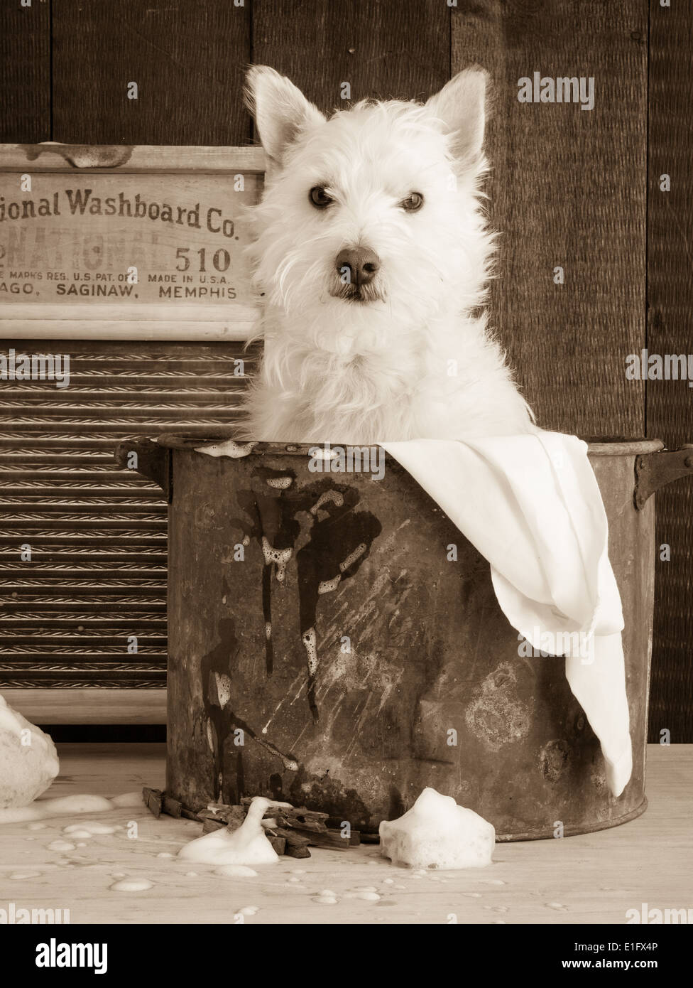 Einen netten kleinen weißen Hund in einer Vintage-Waschung-Wanne im  Sepia-Ton Stockfotografie - Alamy