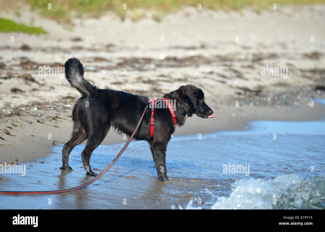 Ein Retriever-Mix spielt im Wasser der Ostsee auf der Insel Lolland in Dänemark am 5. Juni 2013. Stockfoto