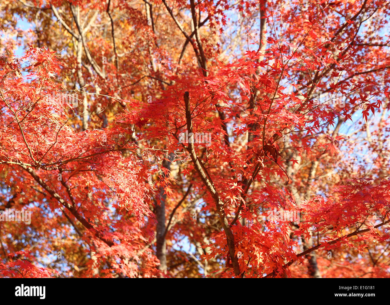 japanische rot-Ahorn-Baum Stockfoto