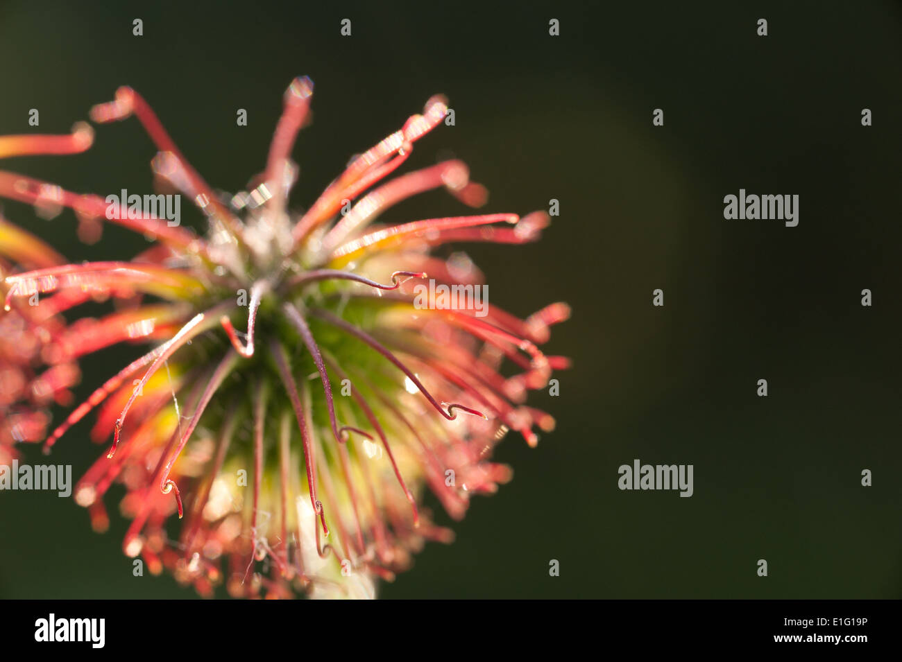 hinterleuchtete Seedhead gemeinsamen Unkraut Herb Bennet dessen Haken Grate gekippt sind wie Klette die Erfindung der Klettverschluss inspiriert Stockfoto