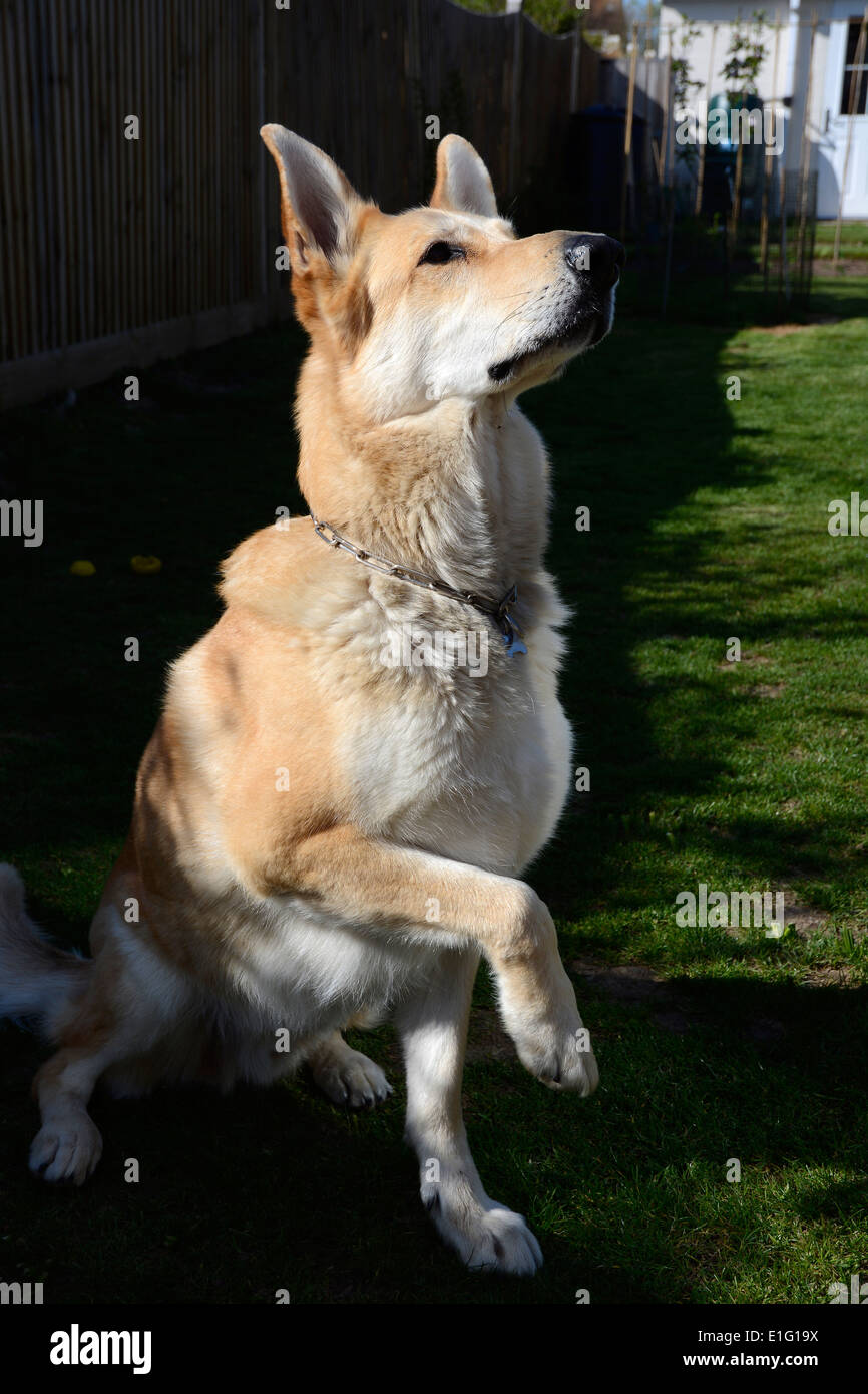 Blonden Haaren Deutscher Schäferhund mit eine Pfote aus Boden betteln Stockfoto
