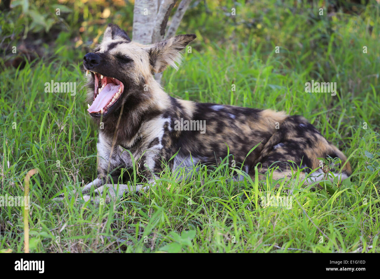 Malte Hund liegend, Mund öffnen, an der Simbambili Game Lodge in Sabi Sand Game Reserve, Krüger Nationalpark, Südafrika. Stockfoto