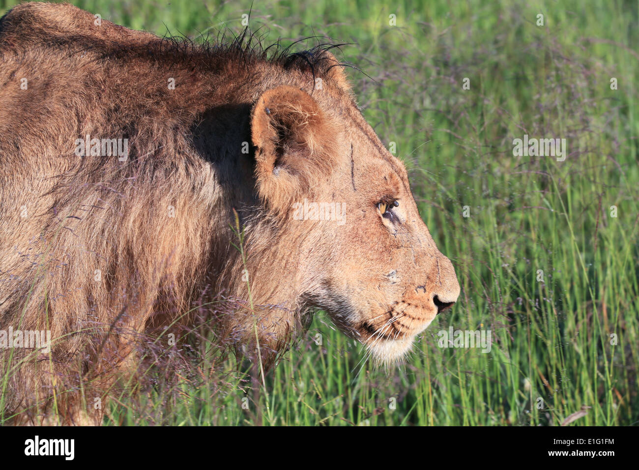 Junger Löwe, close-up Seite Porträt, Sabi Sands Game Reserve, Krüger Nationalpark, Südafrika. Stockfoto