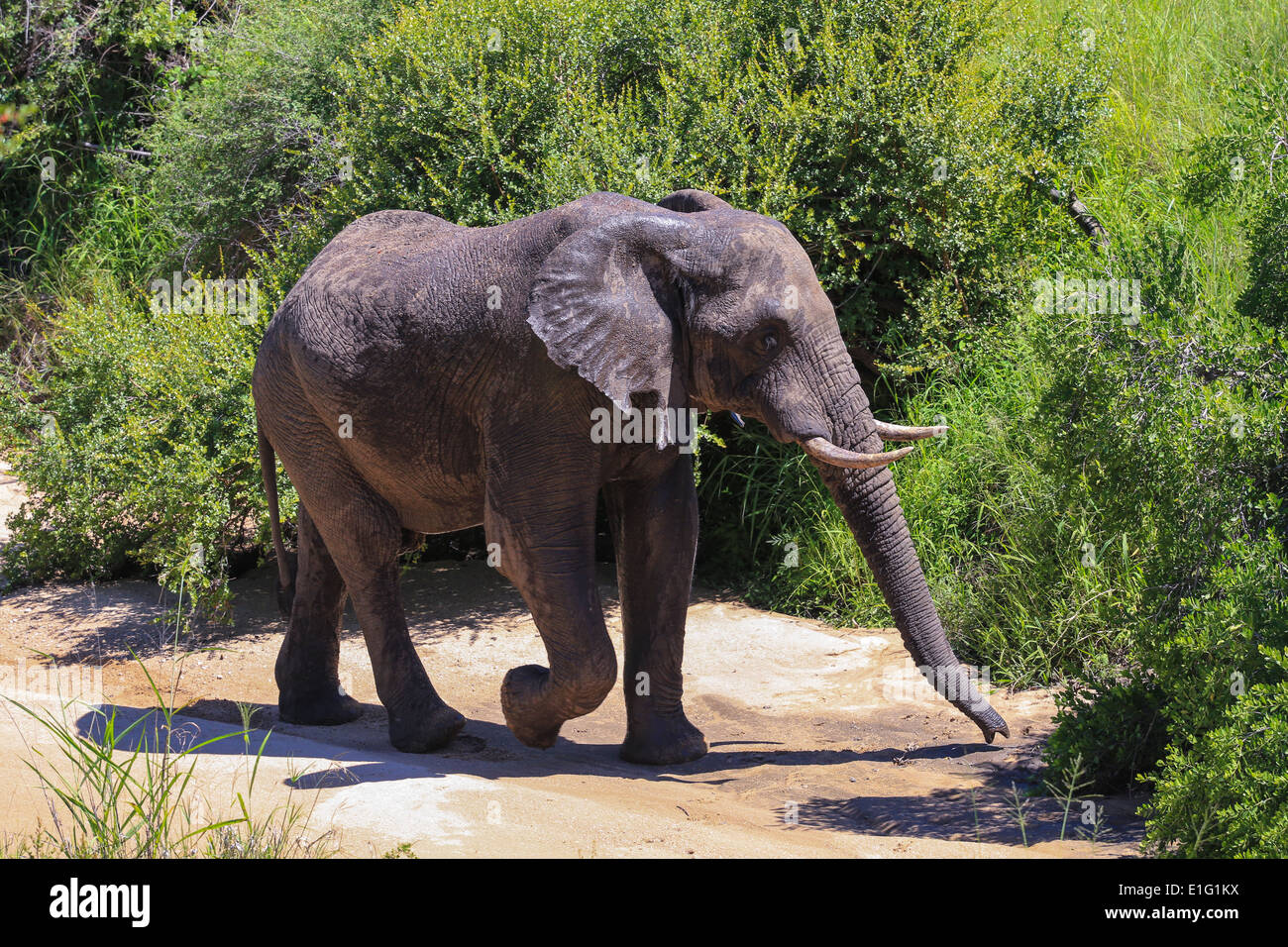 Ein Elefant zu Fuß in der Nähe von the Simbambili Game Lodge in Sabi Sand Game Reserve, Krüger Nationalpark, Südafrika. Stockfoto