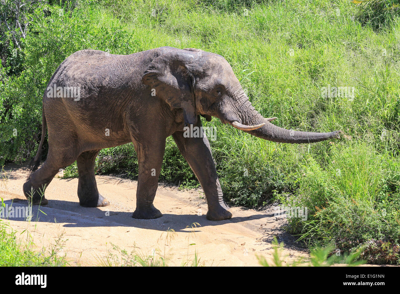 Ein Elefant zu Fuß in der Nähe von the Simbambili Game Lodge in Sabi Sand Game Reserve, Krüger Nationalpark, Südafrika. Stockfoto