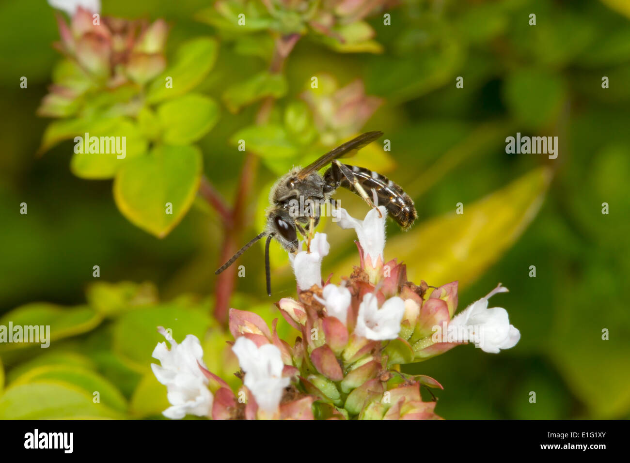 Lassioglossum Calceatum - männlich. Eine einsame Biene. Stockfoto