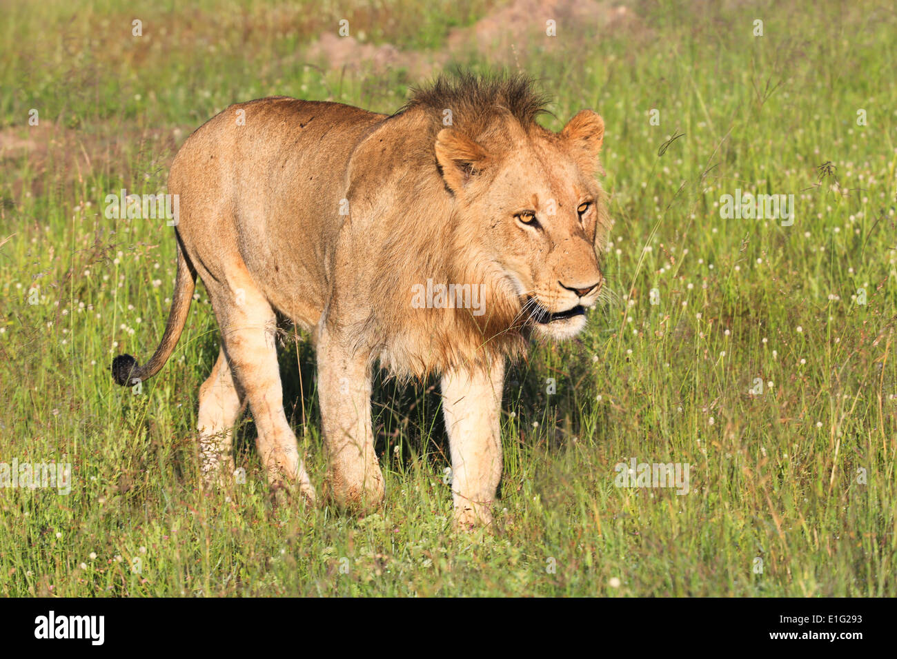 Junger Löwe zu Fuß durch niedrige Rasen im Sabi Sands Game Reserve, Krüger Nationalpark, Südafrika. Stockfoto