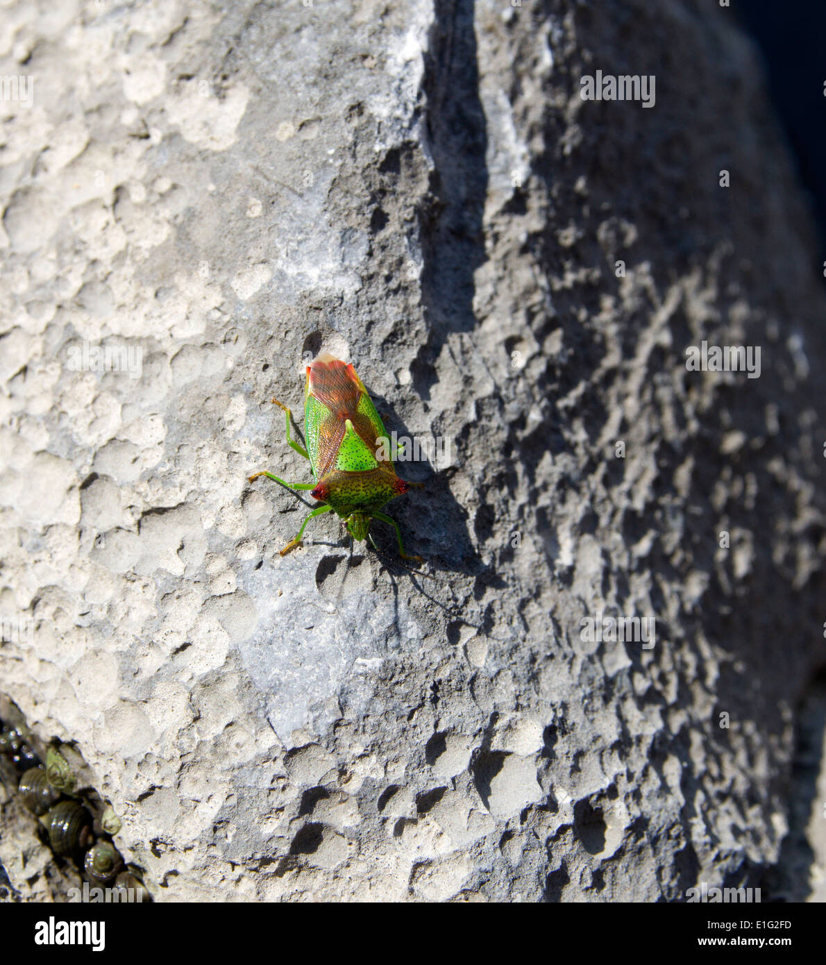 Käfer auf Felsen zu schützen Stockfoto