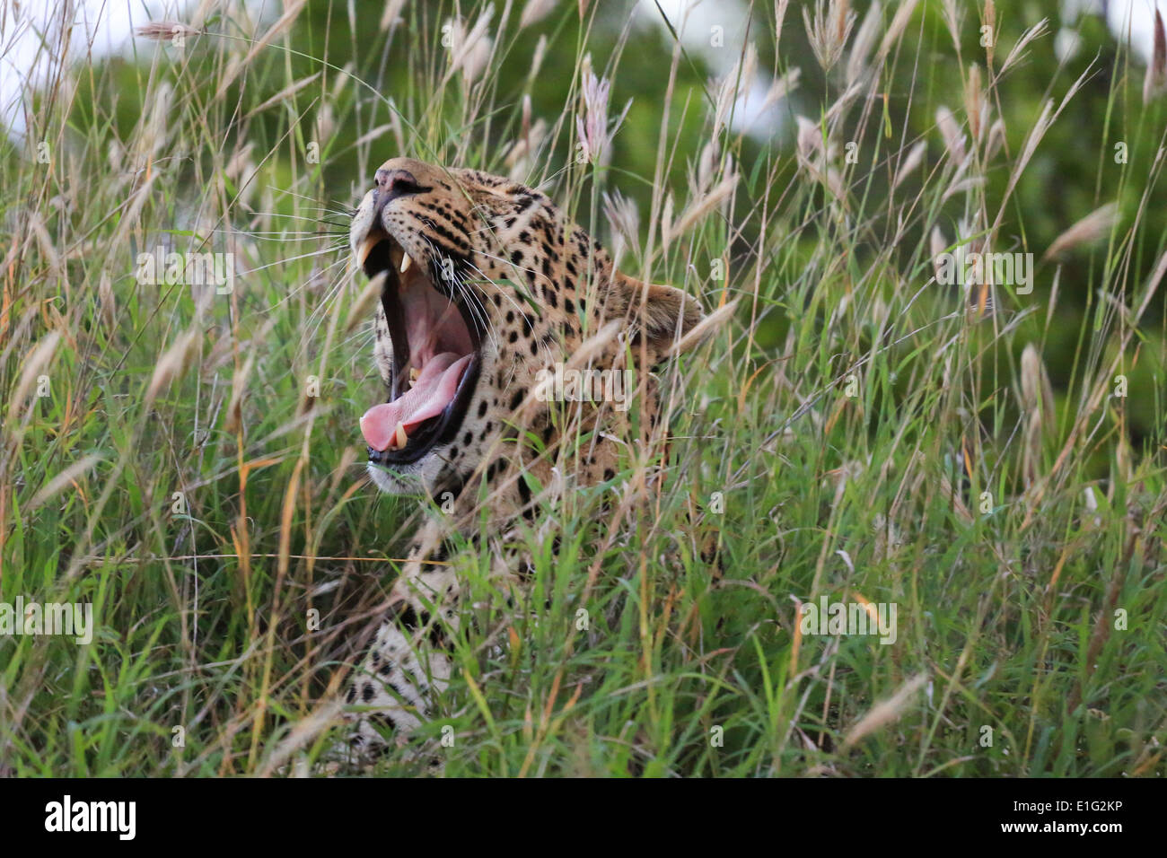 Leopard mit Mund offen, sitzen im hohen Grass im Sabi Sands Game Reserve, Krüger Nationalpark, Südafrika. Stockfoto