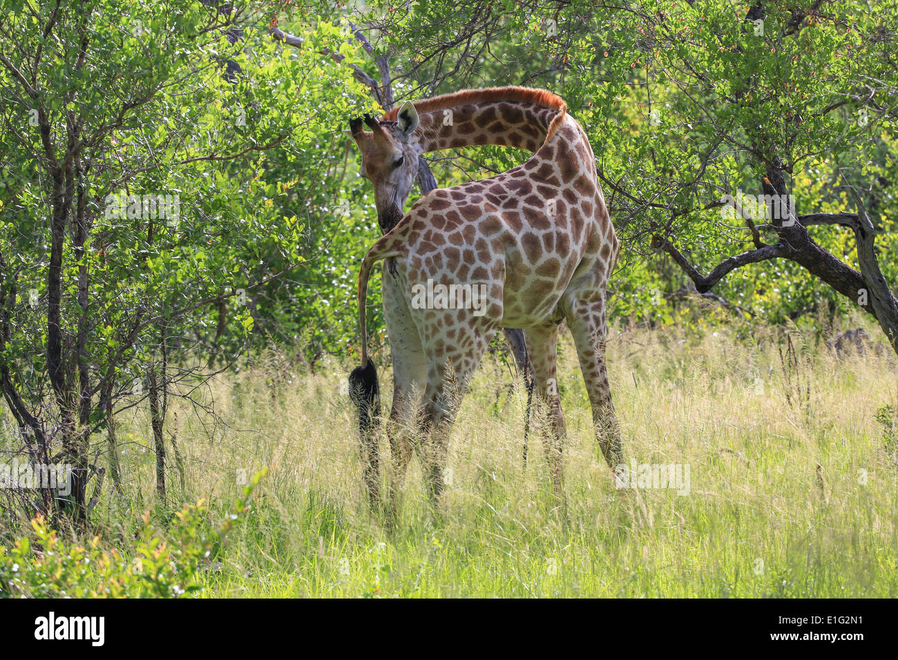 Eine Giraffe Wendungen seiner flexiblen Hals um den Rücken im Sabi Sands Game Reserve, Krüger Nationalpark, Südafrika zu pflegen. Stockfoto