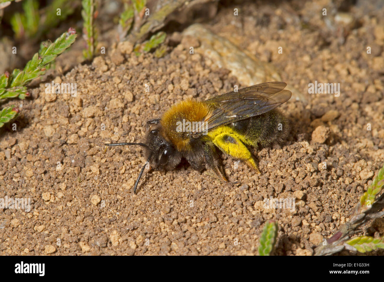 Clarkes Bergbau-Biene - Andrena Clarkella. Suche nach Ort, hinterlegen ihre fahl Pollen auf, um ein Ei zu legen. Stockfoto