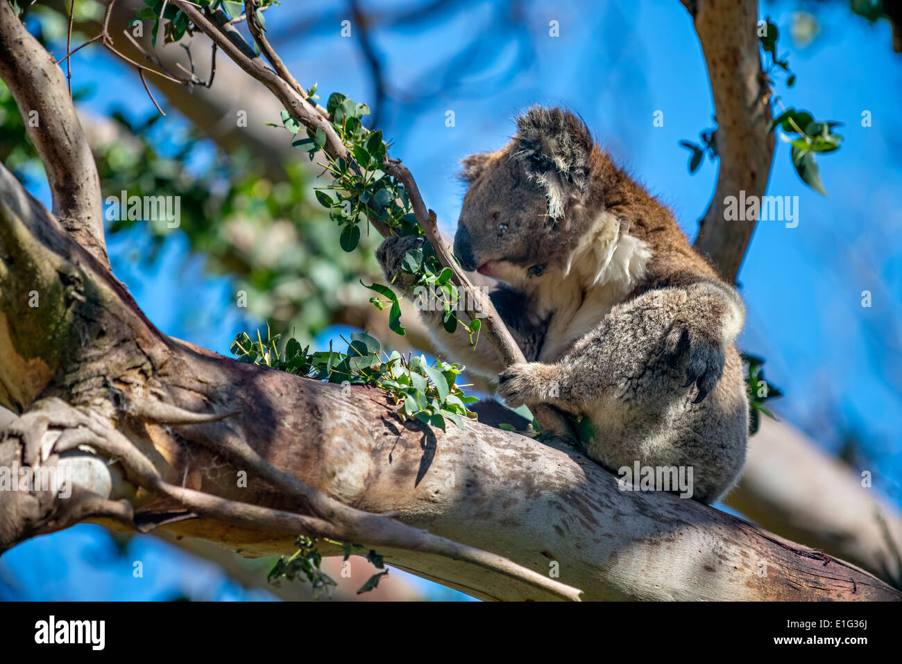 Wild Koala Bears, Entlang Der Great Ocean Road, Australien, Victoria, Australien Stockfoto