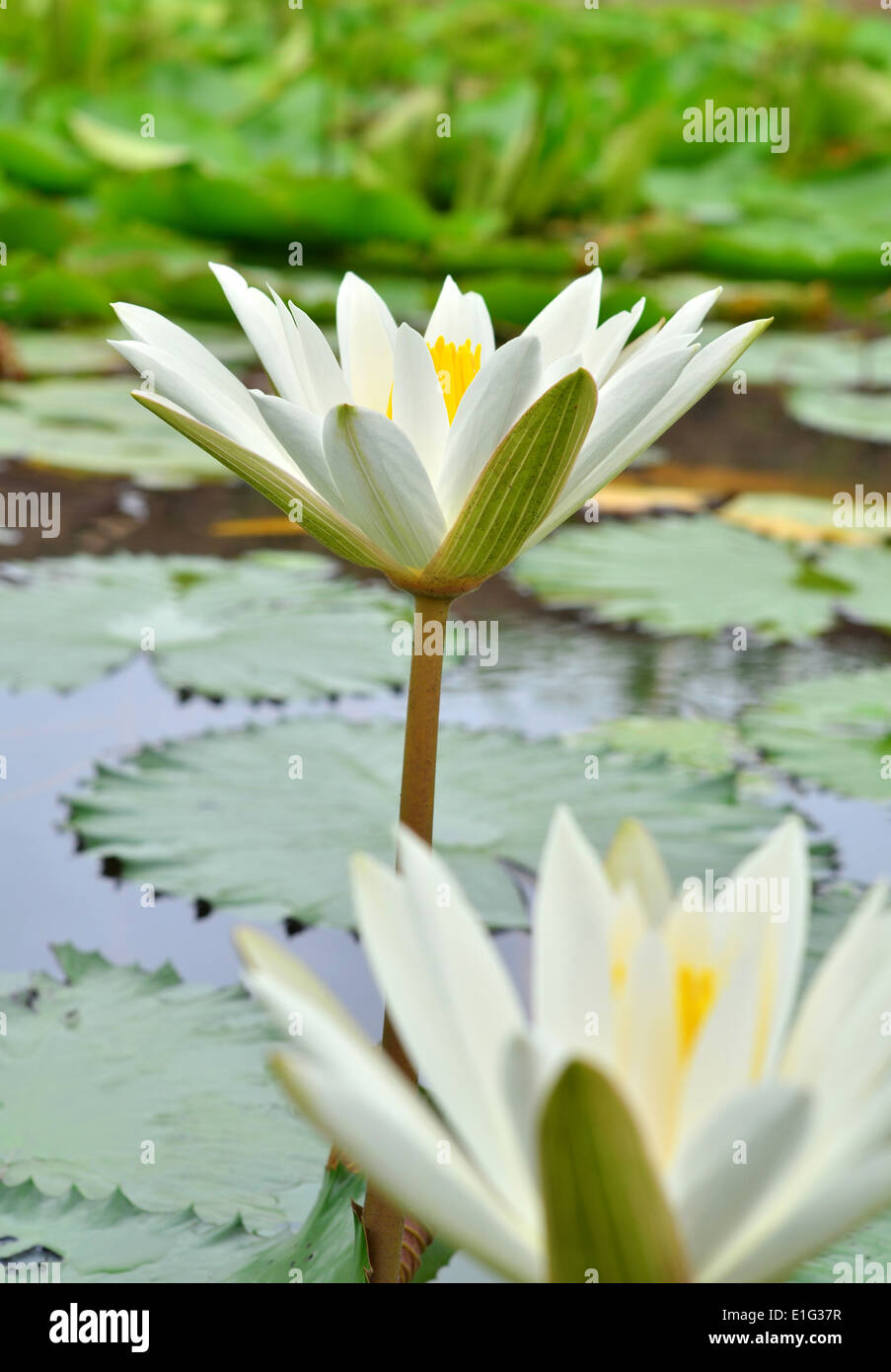 weißer lotus Stockfoto