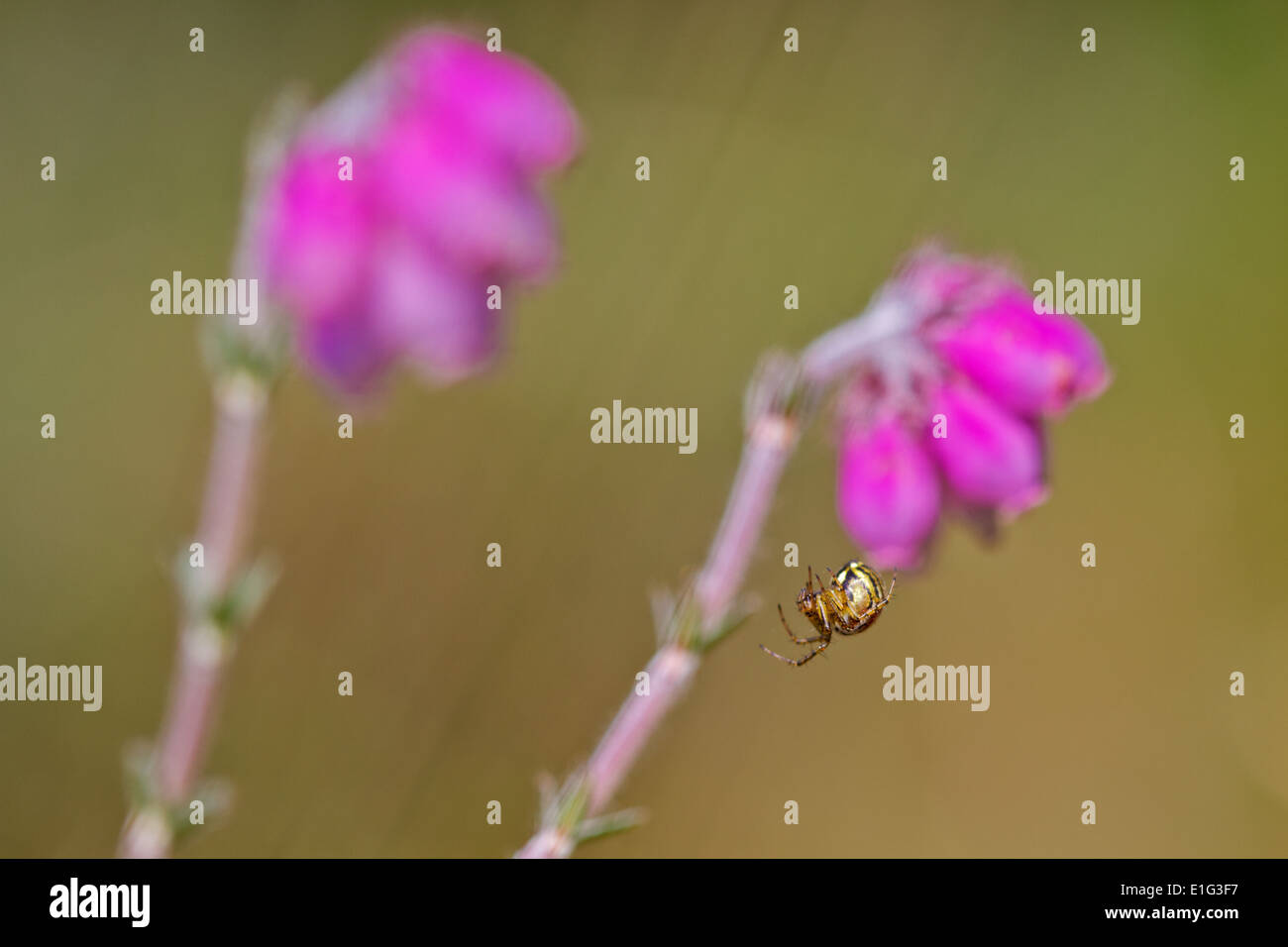 Eine kleine Spinne Aufbau Web-zwischen zwei Blüten von Erica Stockfoto