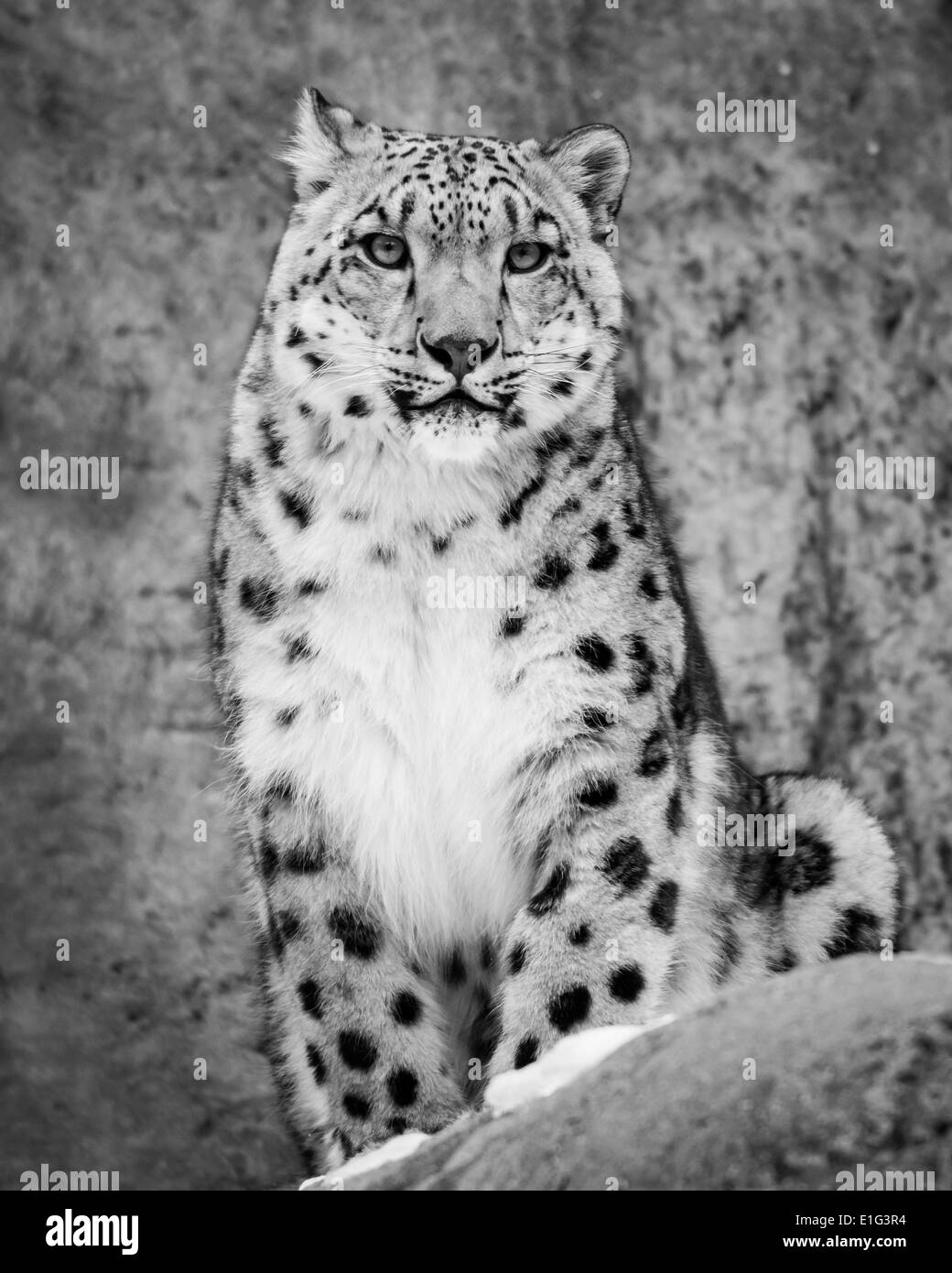 Frontale Portrait von Snow Leopard zu sitzen Stockfoto