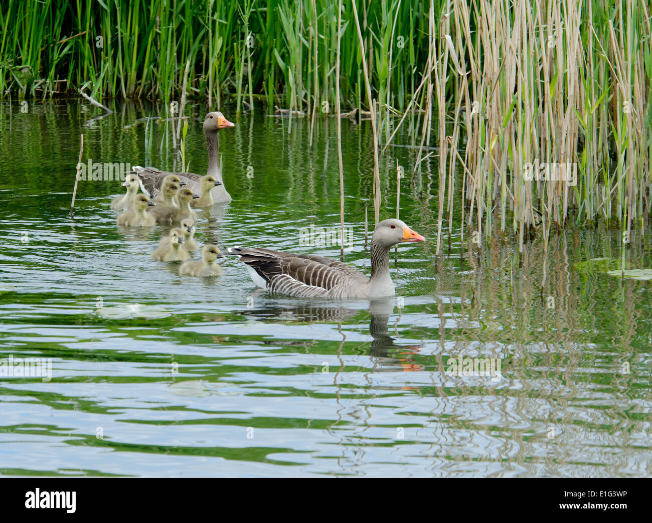 Graugänse (Anser Anser) und Küken auf dem Fluss Great Ouse, Cambridgeshire, Großbritannien Stockfoto