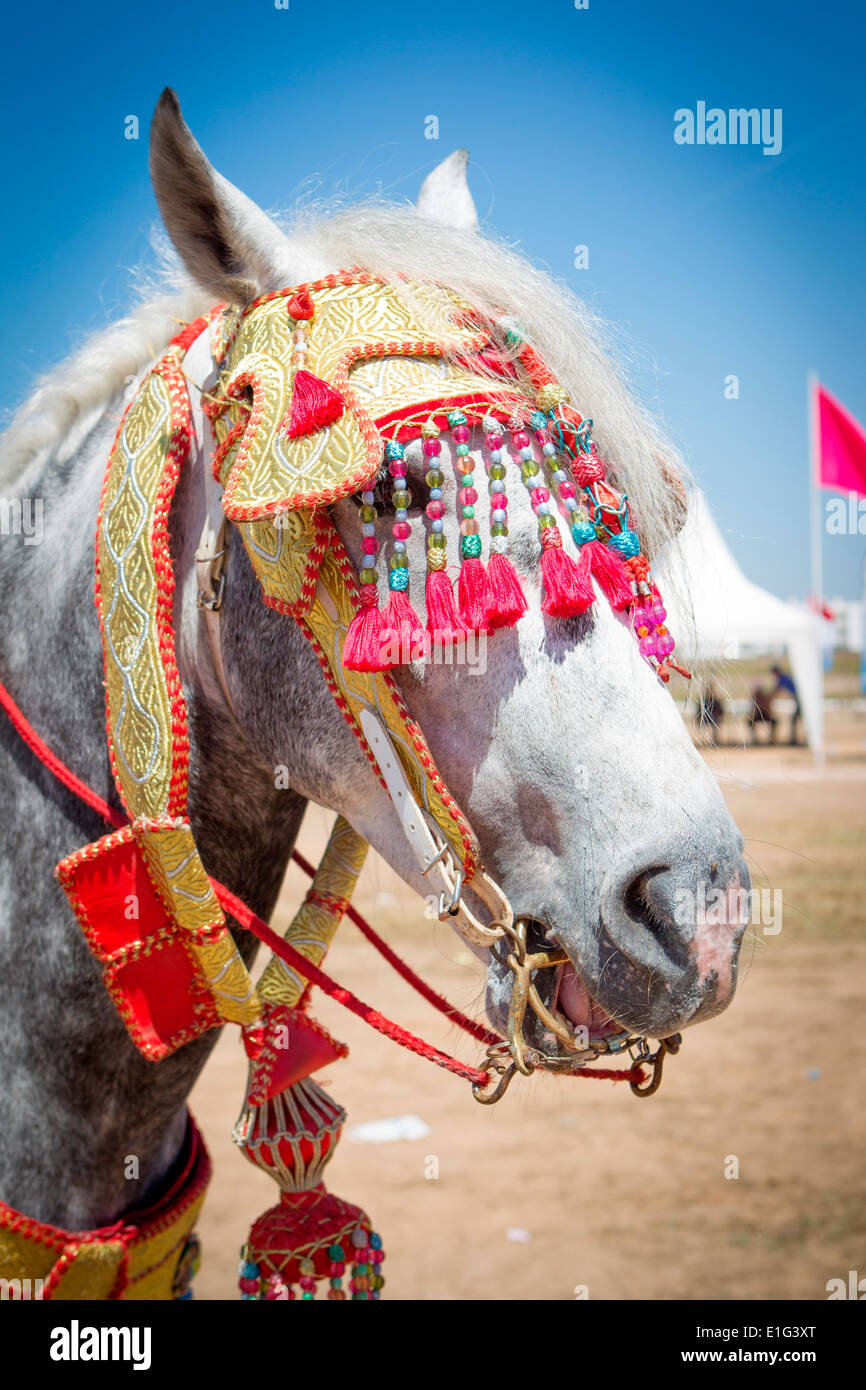 Detail der traditionell eingerichteten arabischen Barb Pferde erklingt in eine Fantasie in der Nähe von Rabat in Marokko. Stockfoto