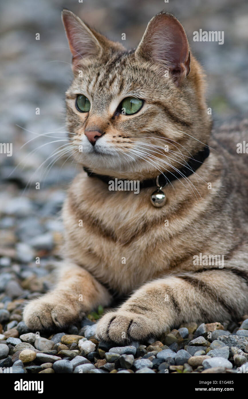 Junge irische Katze mit schönen grünen Augen liegend auf Steinen Stockfoto