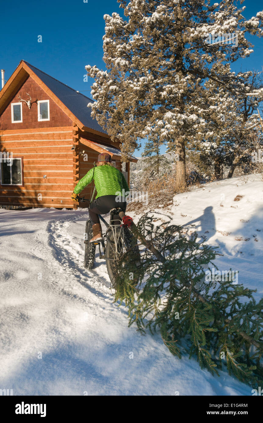 Eine Frau, die mit einem fetten Rad zu einer Blockhütte fährt und ihren weihnachtsbaum in der Nähe von Durango, Colorado, schleppt. Stockfoto