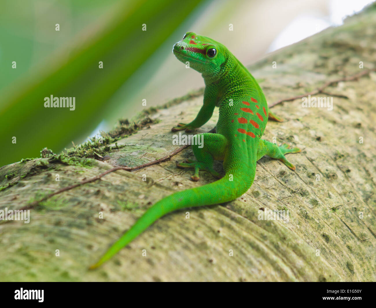 Grün-Madagaskar-Taggecko (Phelsuma Madagascariensis) Stockfoto