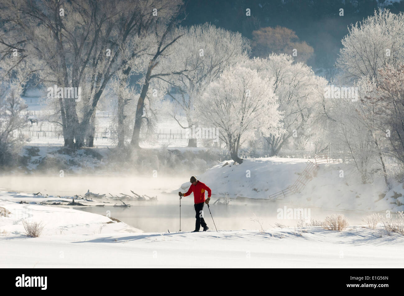 Ein Mann Langlauf in der Nähe von Matt Bäume außerhalb Durango, Colorado. Stockfoto