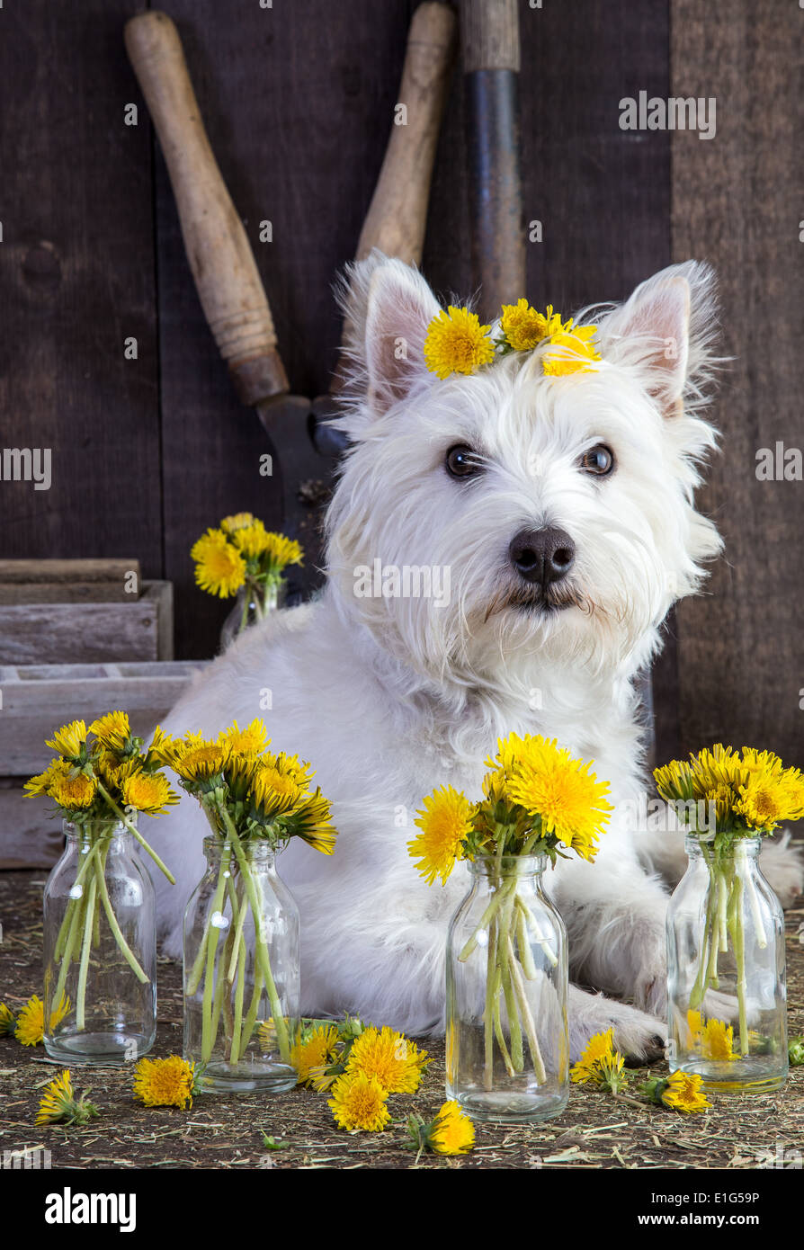 Süßer Kleiner Weißer Hund Unter Den Blumen Stockfotos und -bilder Kaufen -  Alamy