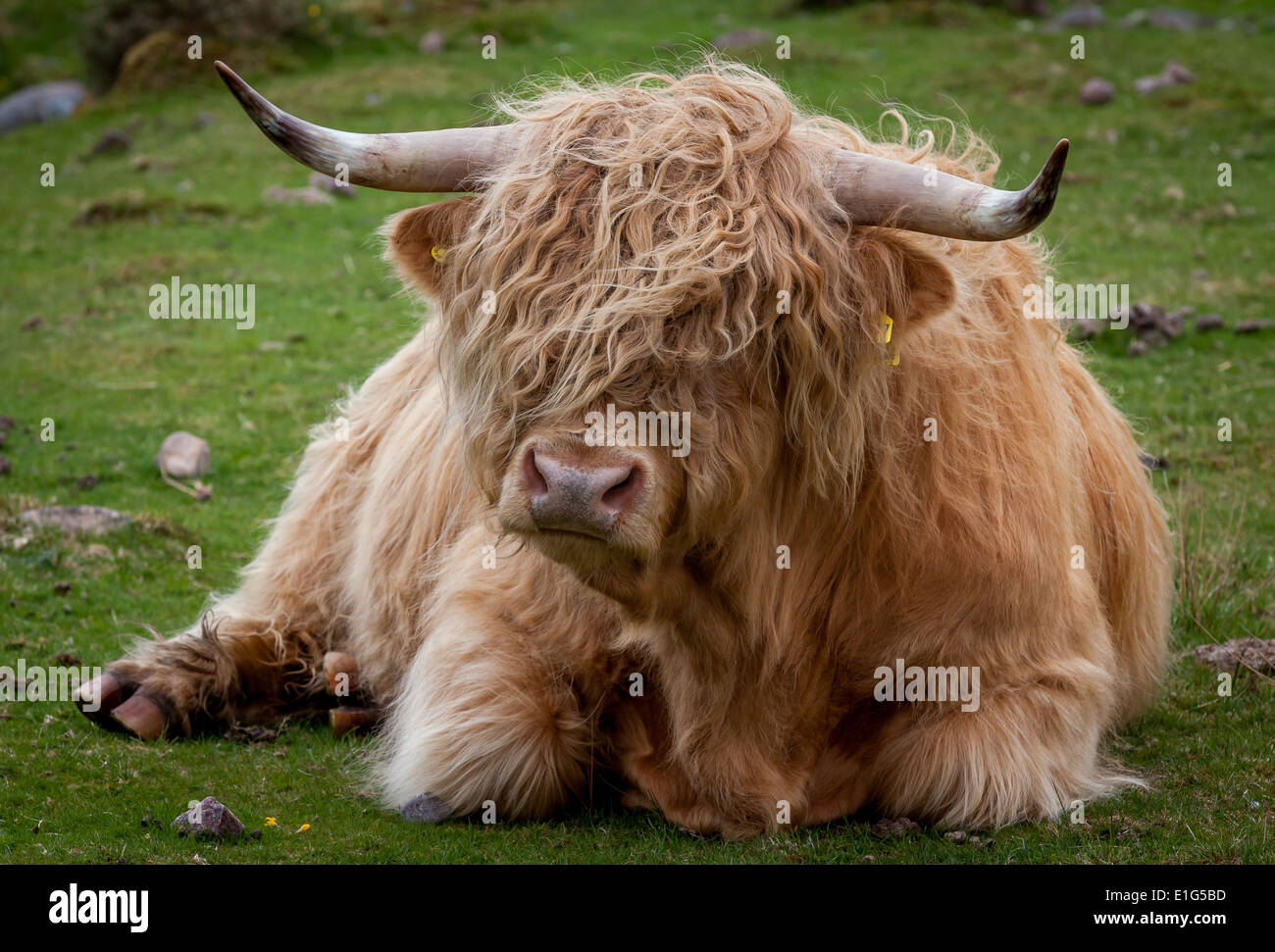 Hochlandrinder festgelegten kauen das Wiederkäuen Stockfoto