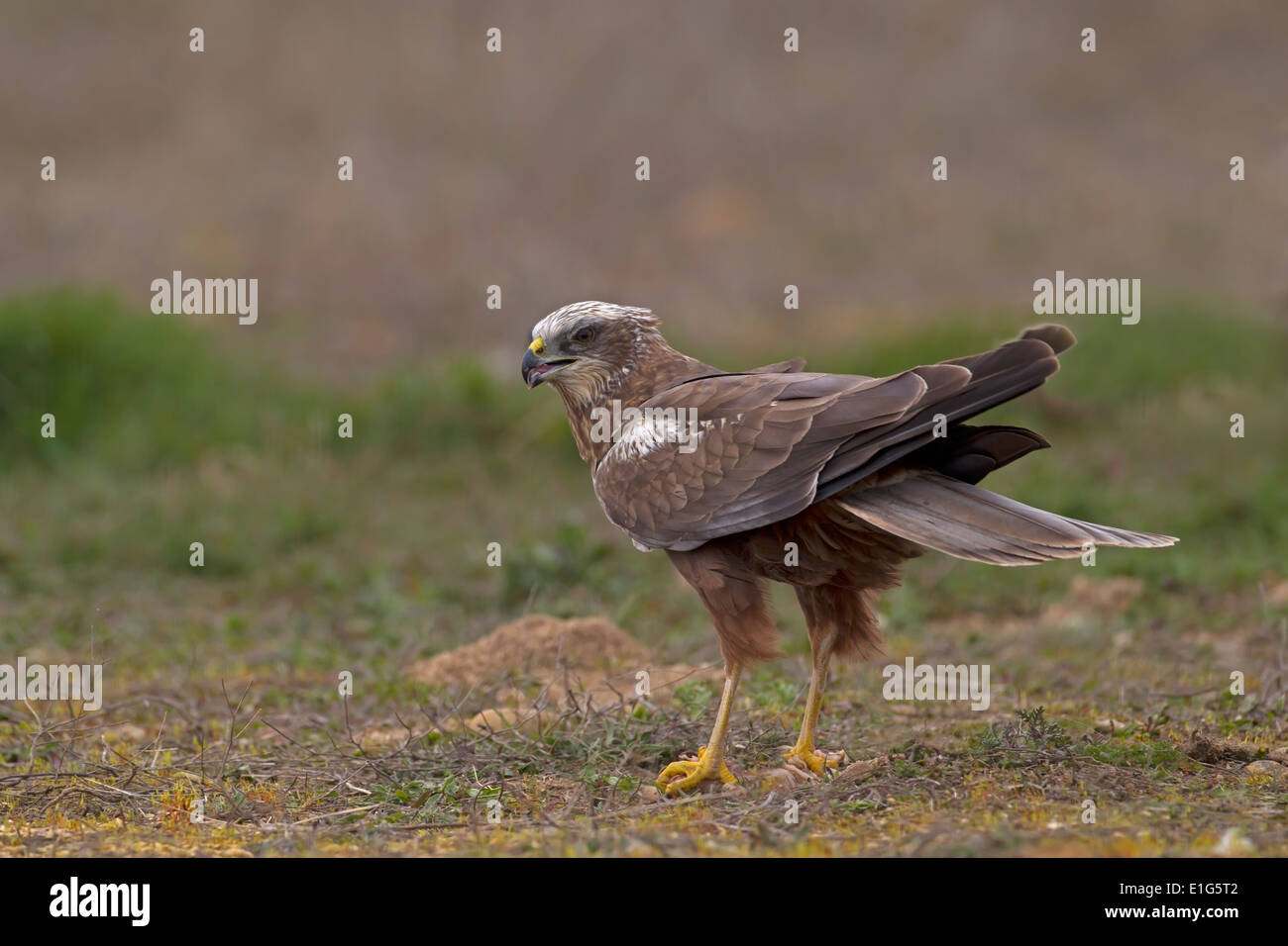 Marsh Harrier - Circus Aeruginosus - unreife männlich Stockfoto