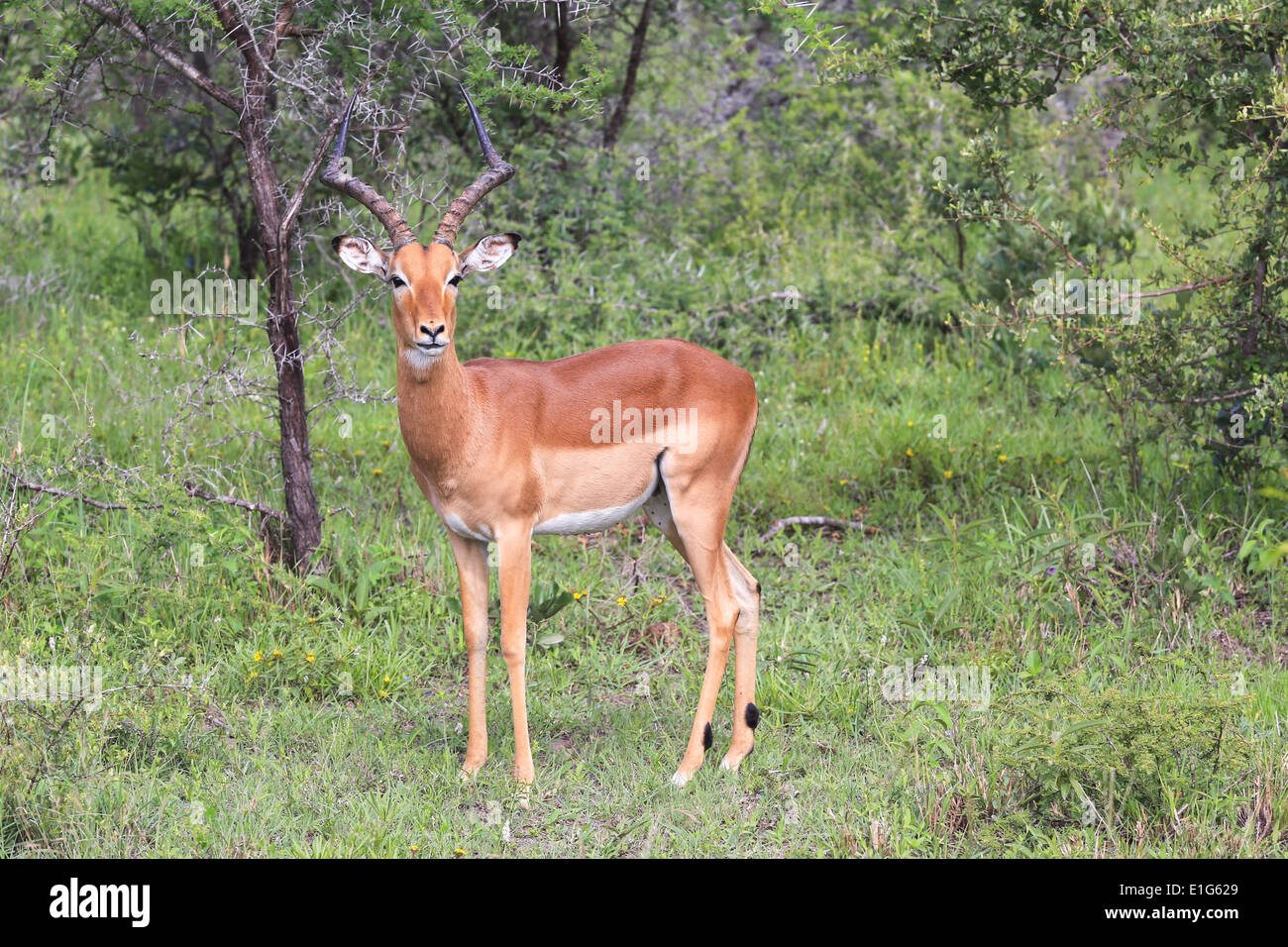Eine Impala stehenden Warnung Gefahrenpotential auf Sabi Sands Game Reserve, Krüger Nationalpark, Südafrika. Stockfoto