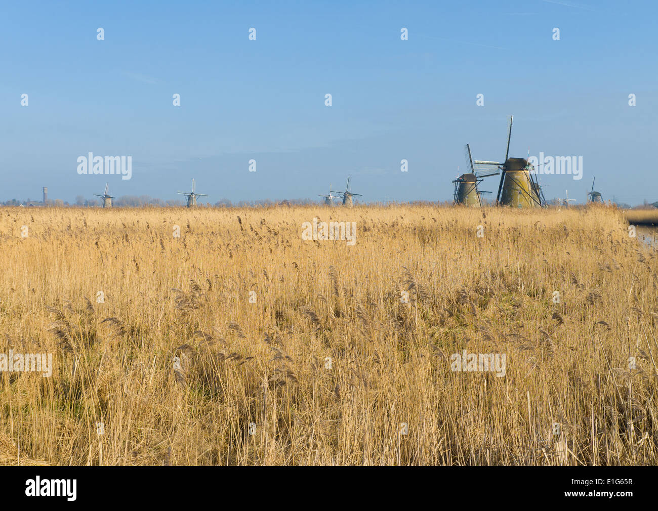 holländische Windmühlen Stockfoto