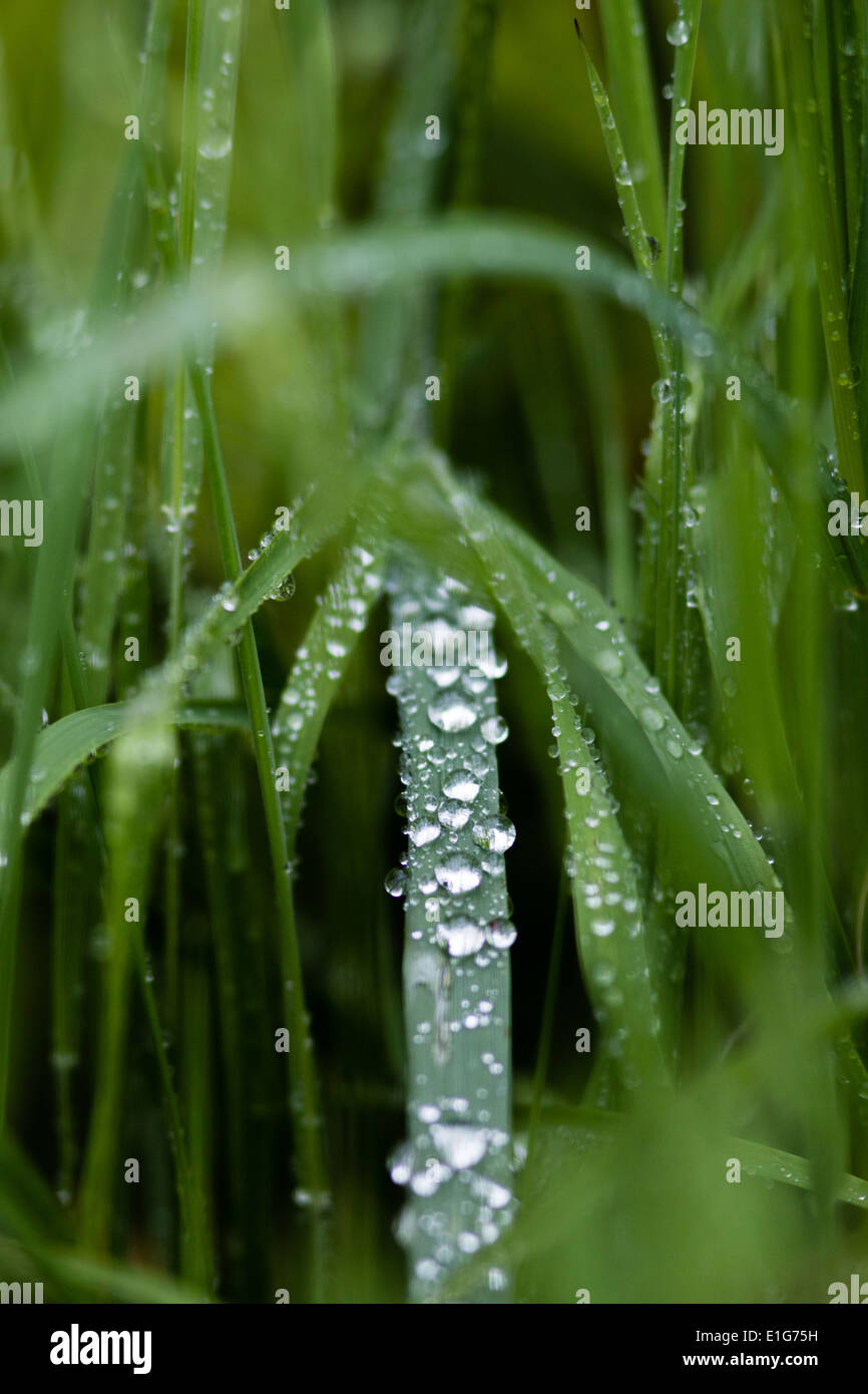 Ein Strang von grünem Rasen an einem schönen frühen taufrischen Morgen mit Wassertropfen drauf Stockfoto