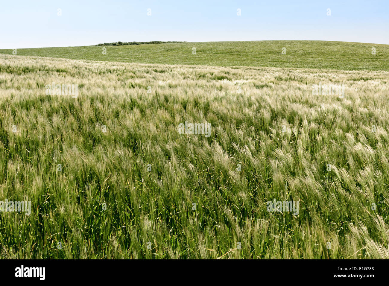 Feld mit jungen Weizen in den Wind auf den Klippen des Cap Gris Nez, Frankreich Stockfoto