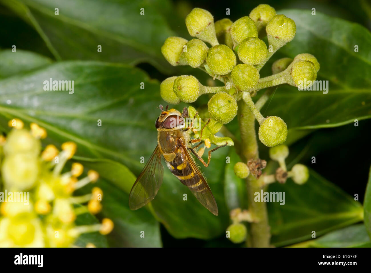 Glas-winged Hoverfly - Syrphus vitripennis Stockfoto